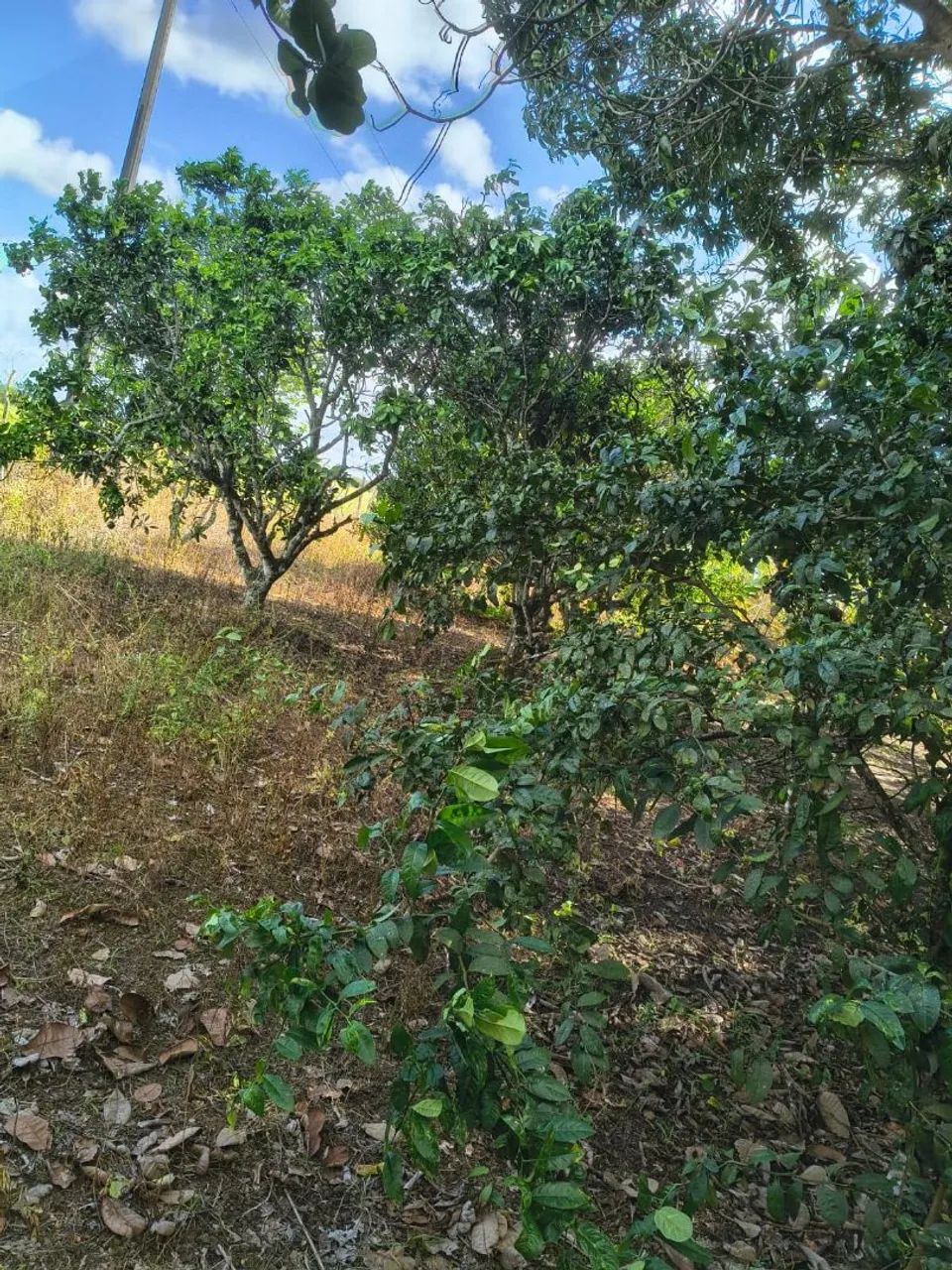 Sítio a Venda ! - Foto 3