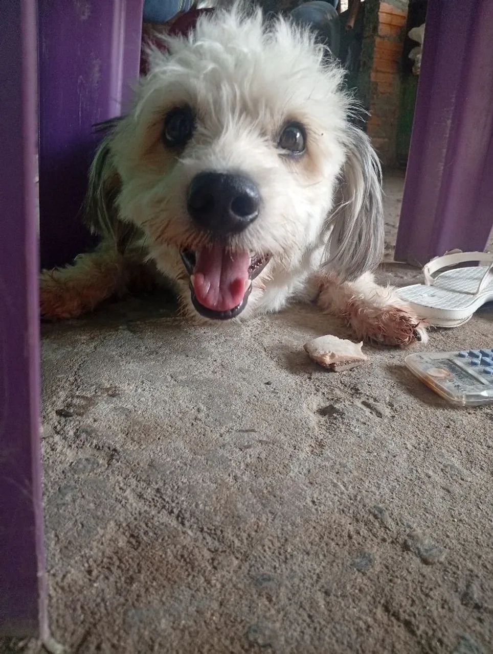 Cachorro pra vender  - Foto 4