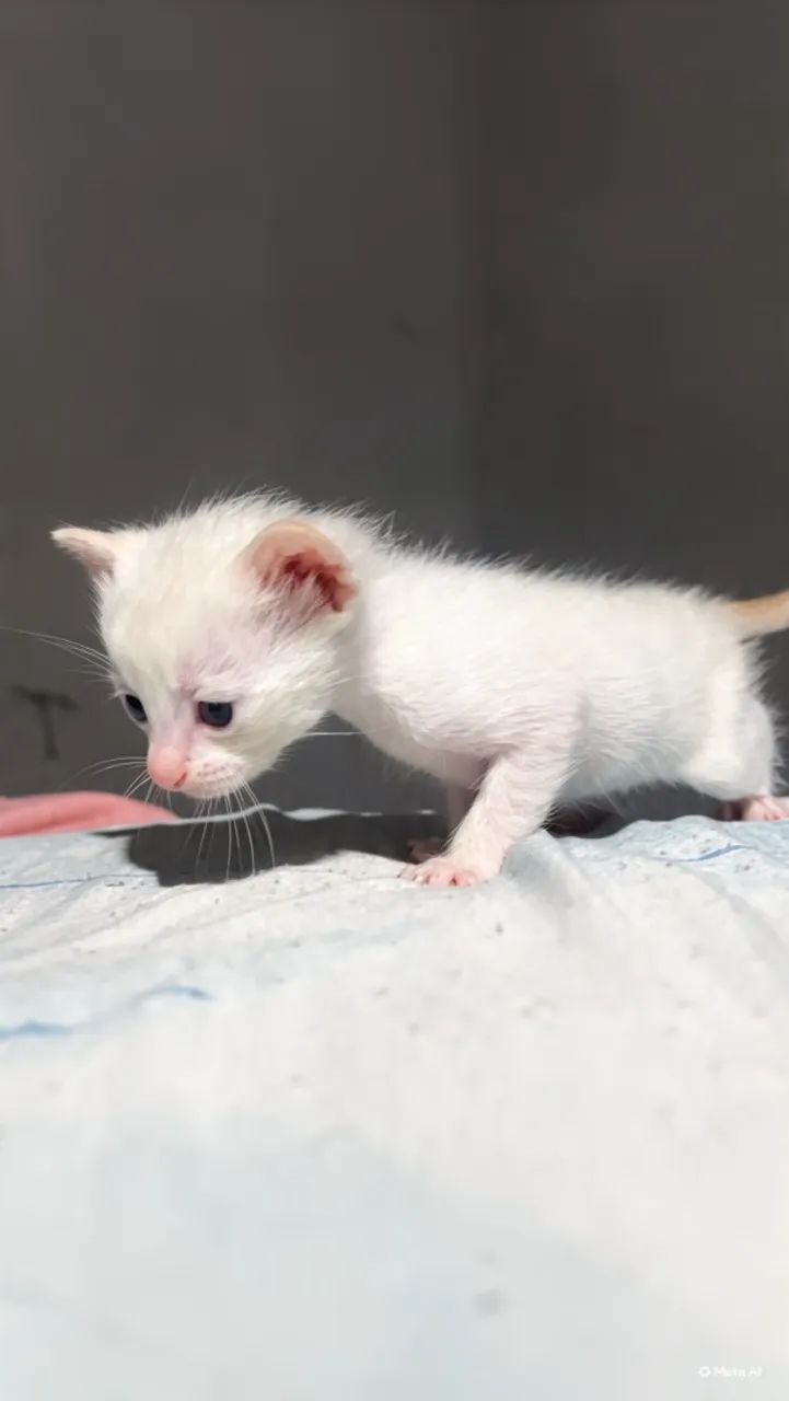 doação de gatinhos  - Foto 4