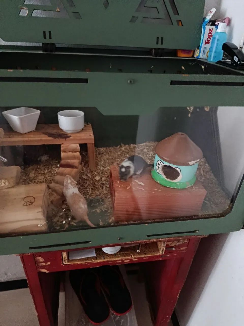 Vendo o esquilo da Mongólia (gerbil ) - Foto 3