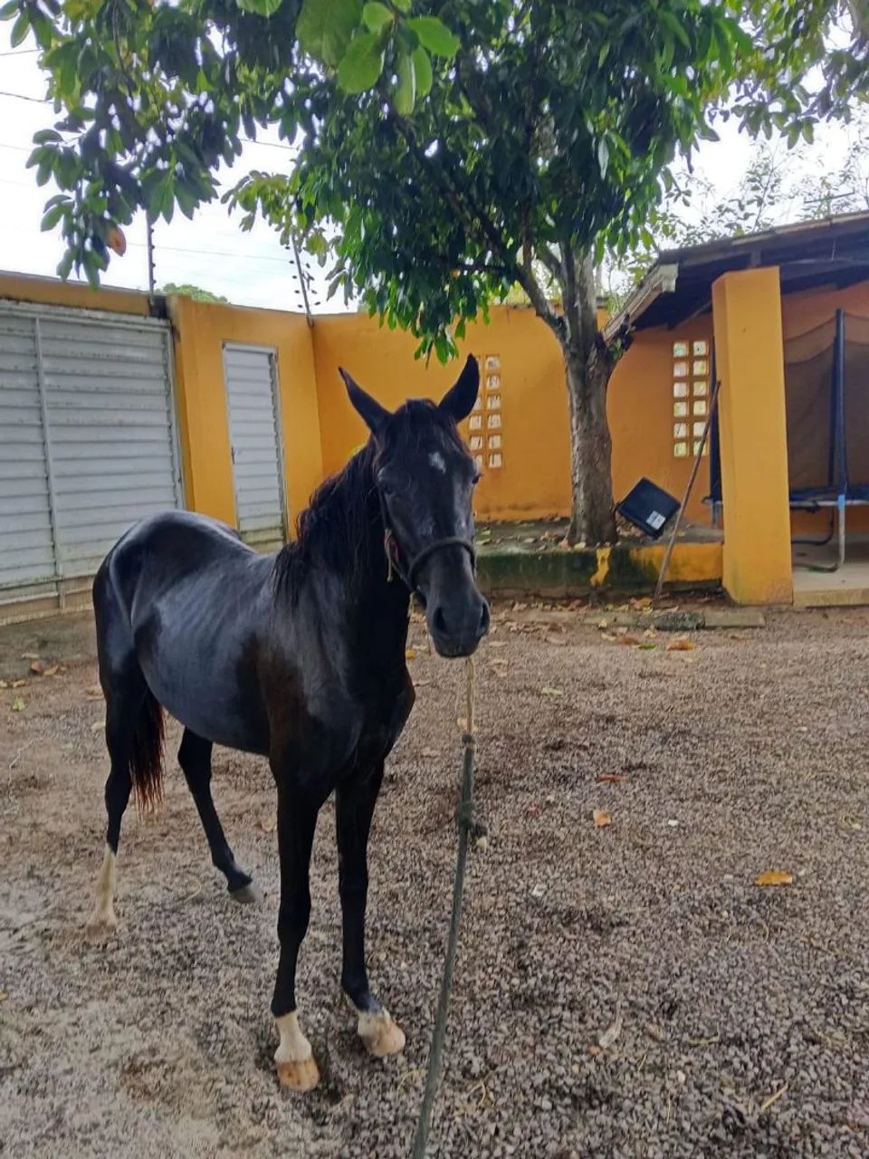 Vendo Porda Nova Mestiça  - Foto 6
