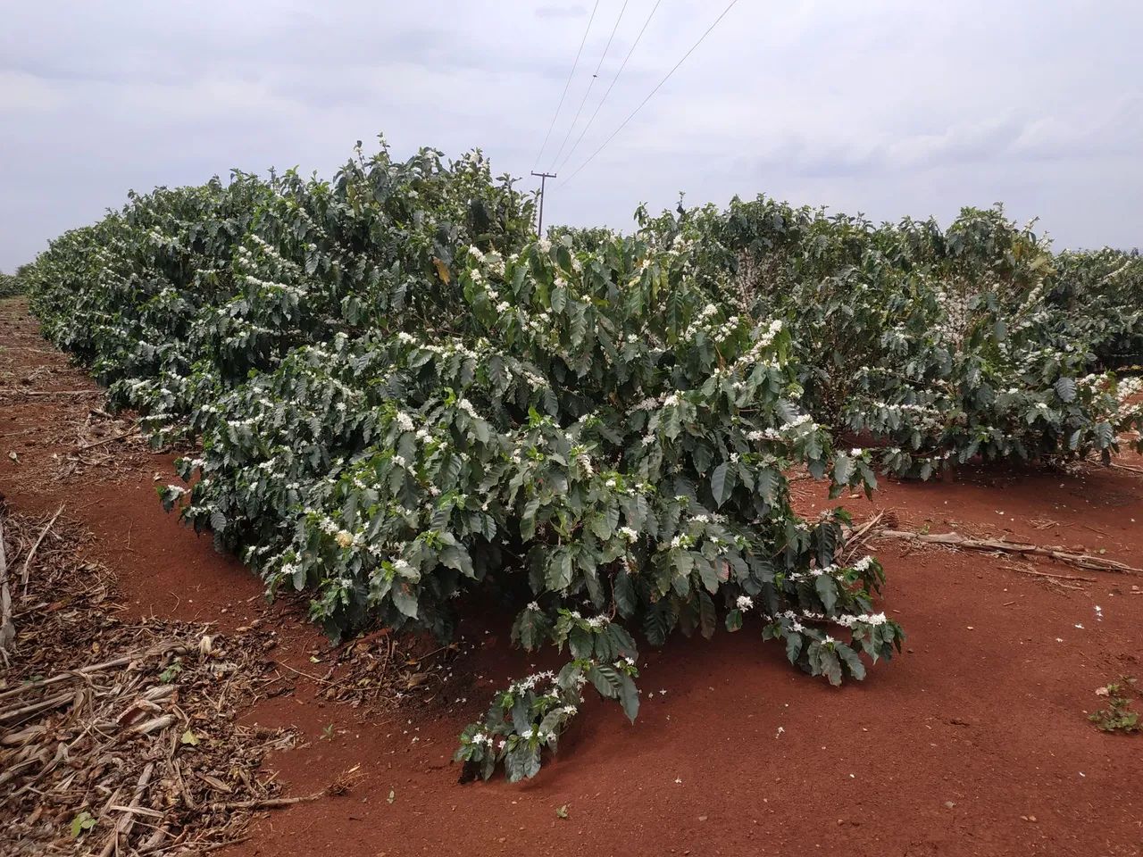 PORCENTEIRO de CAFÈ