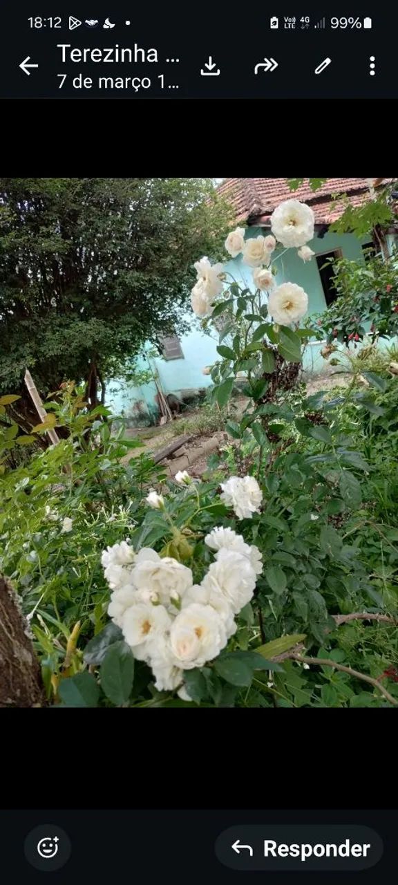 Sitio Palmeiras  - Foto 2