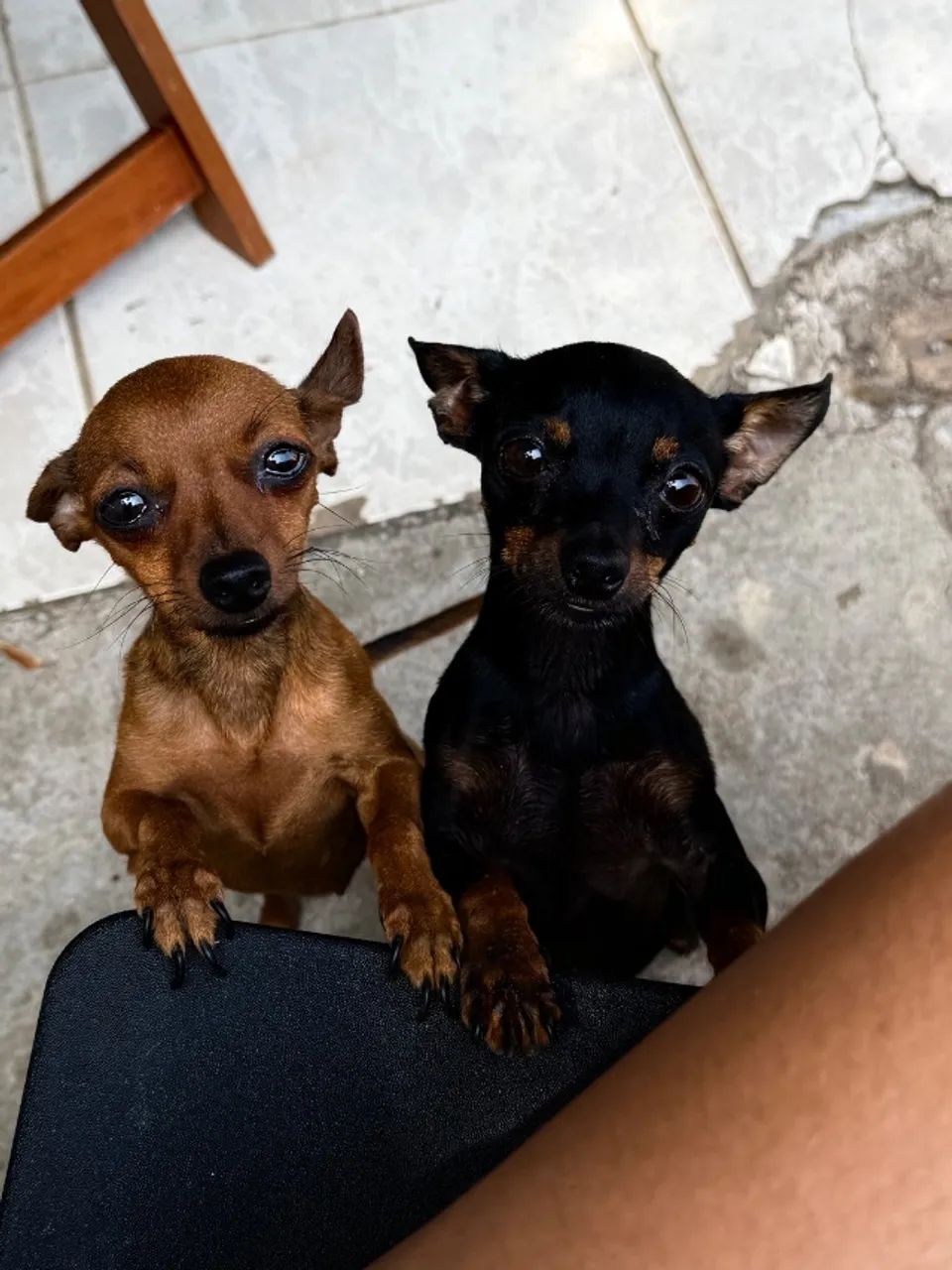 Cahorro  - Foto 4