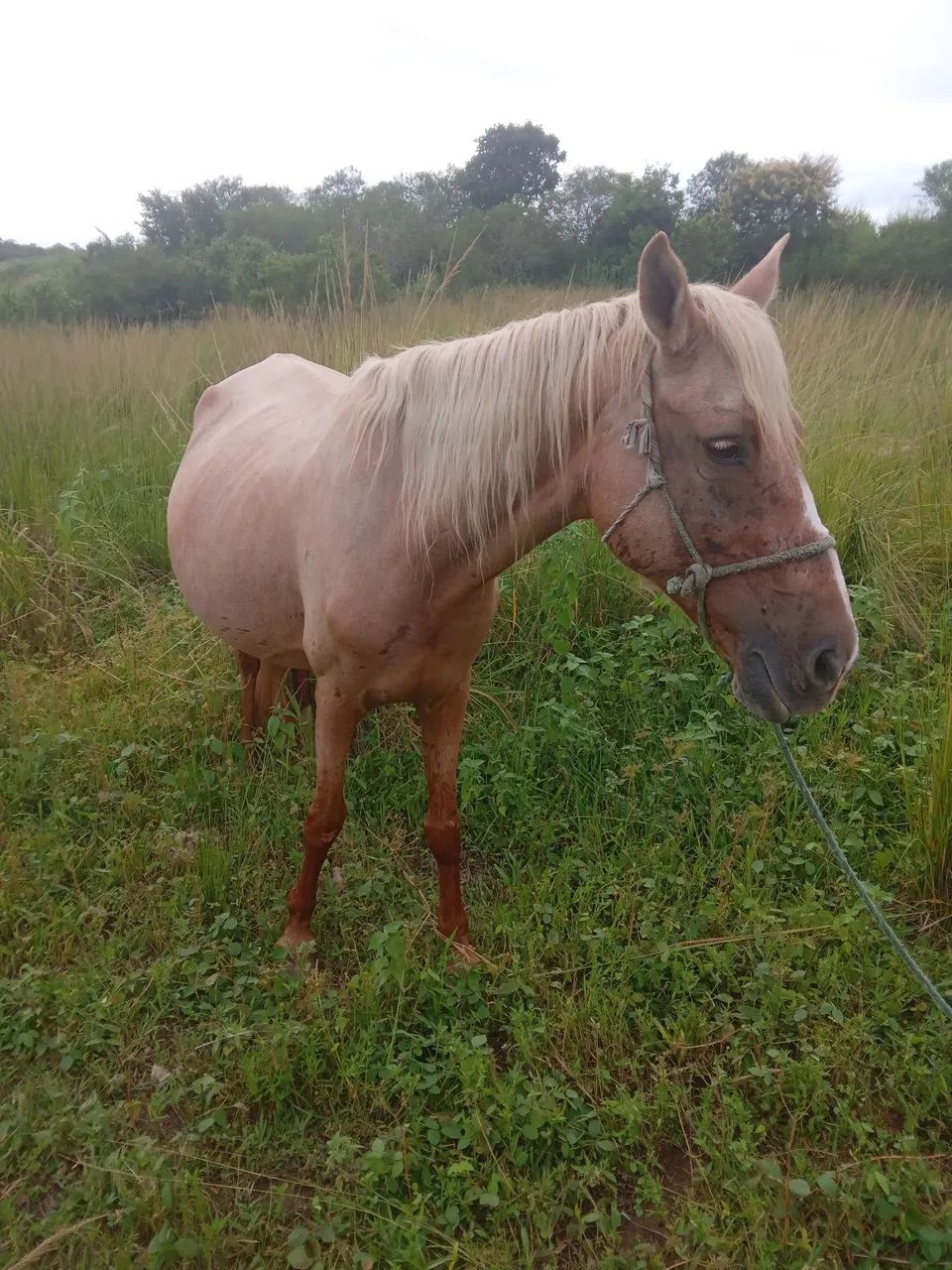 Cavalos ? ? ? na promoção  - Foto 4