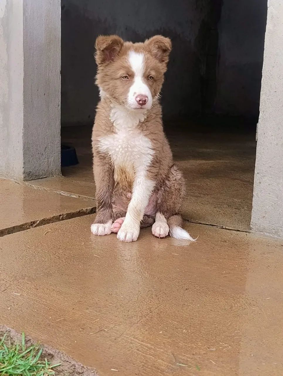 Filhotes de border Collie  - Foto 4