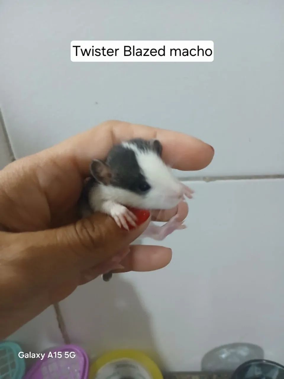Rato Twister  - Foto 5