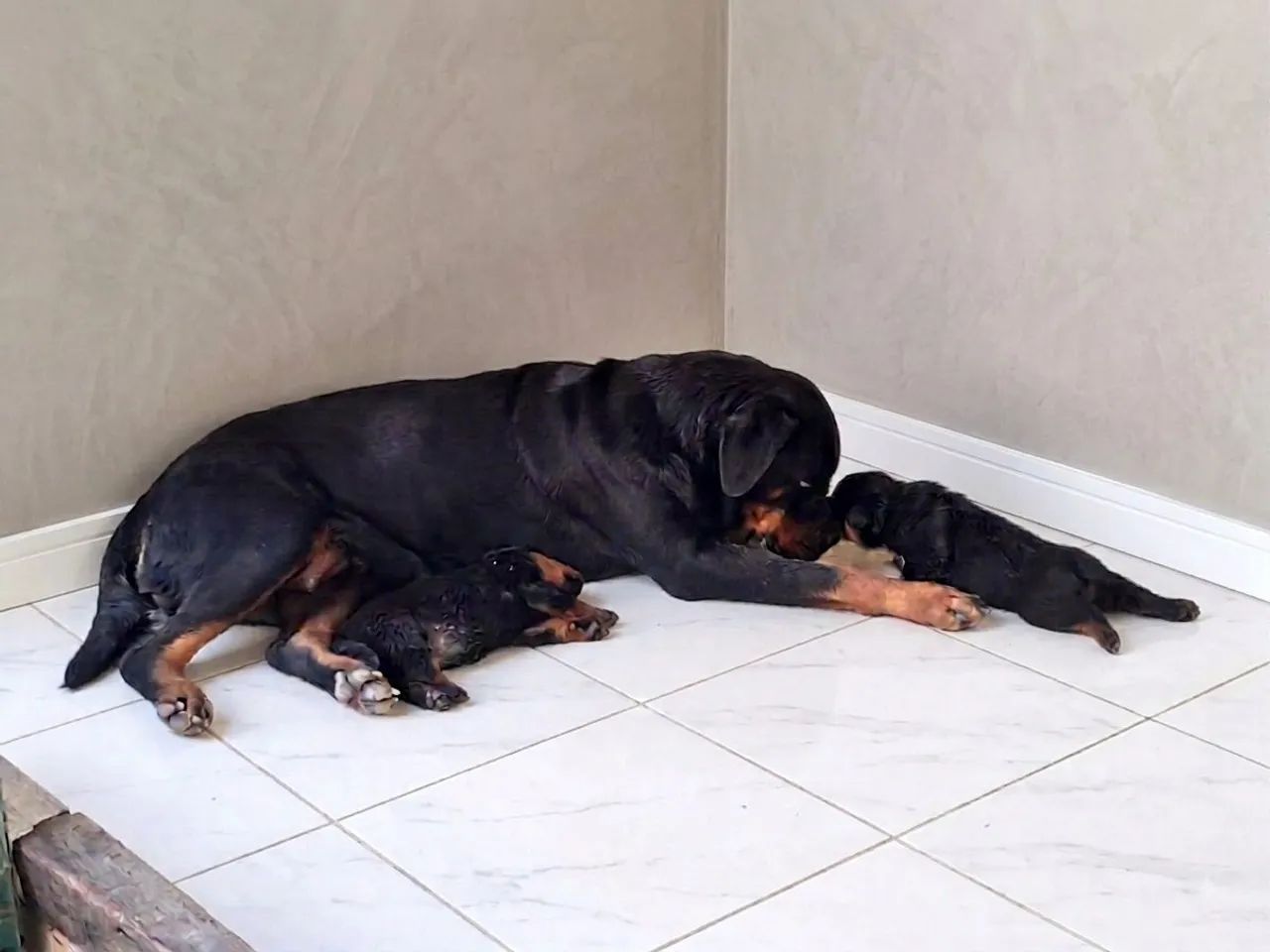 Rottweiler com Pedigree CBKC - Foto 5