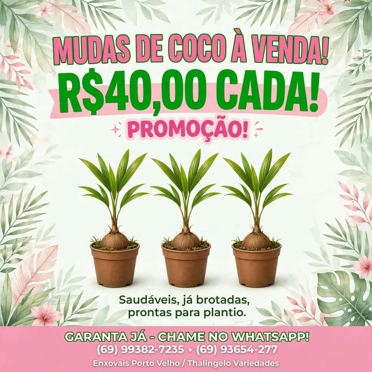 Vendo mudas de coco