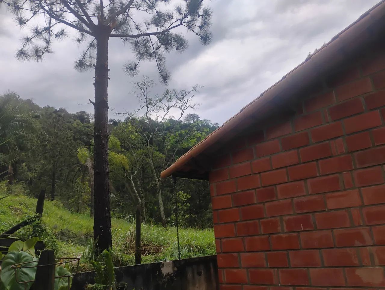Serviço de roçadeira e moto serra  - Foto 2
