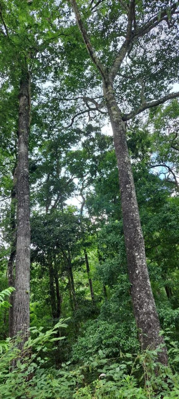 Um paraíso  - Foto 3