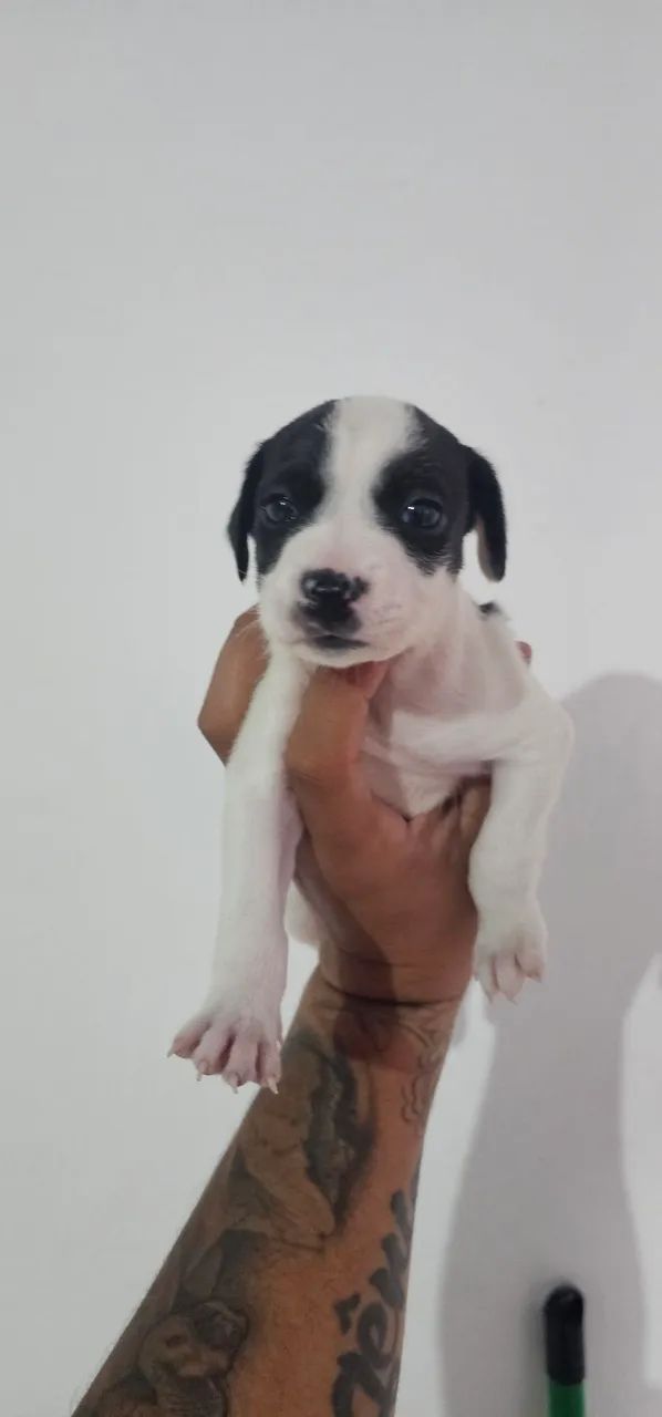 Doação cachorro - Foto 4