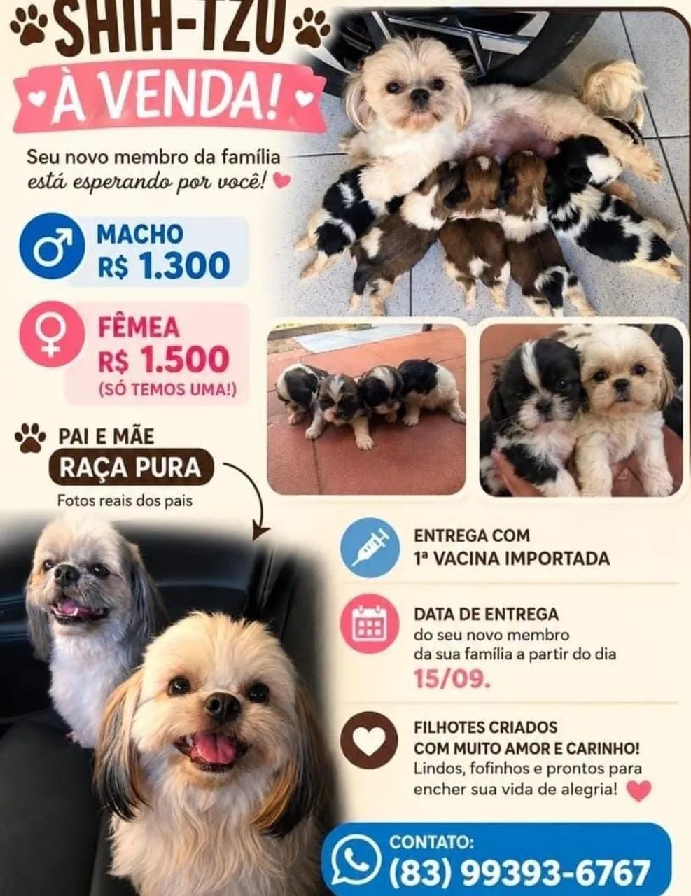 Shitzu a venda 