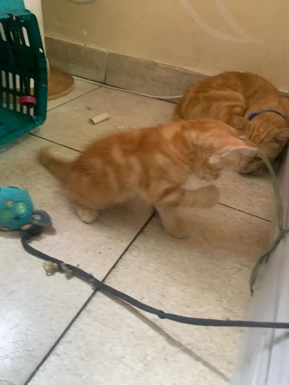 Gatinhos da raça american shorthair  - Foto 2