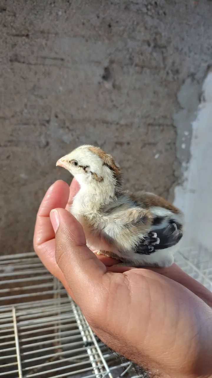 Pintos de Índio Gigante 