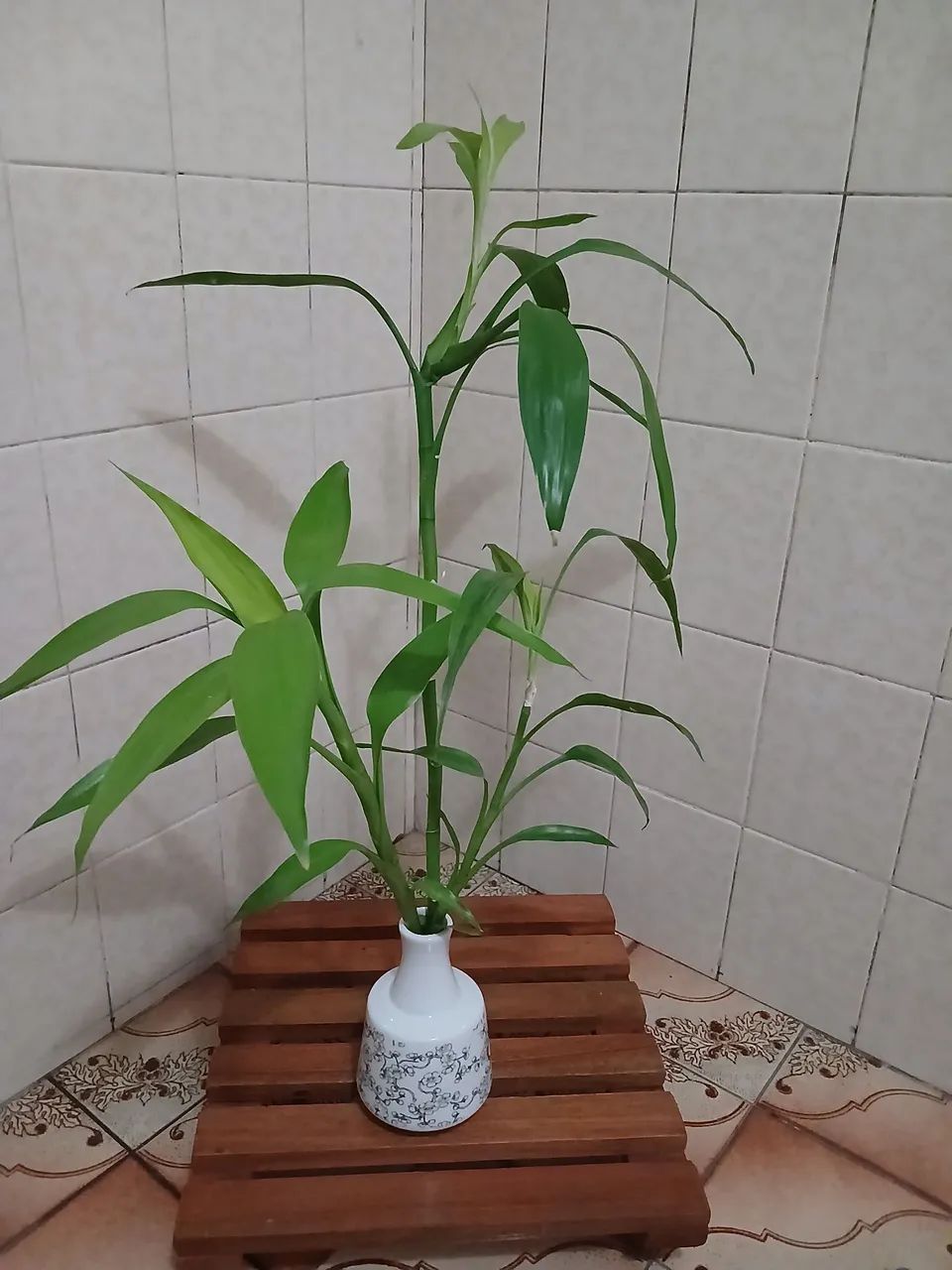 Planta Bambu da Sorte