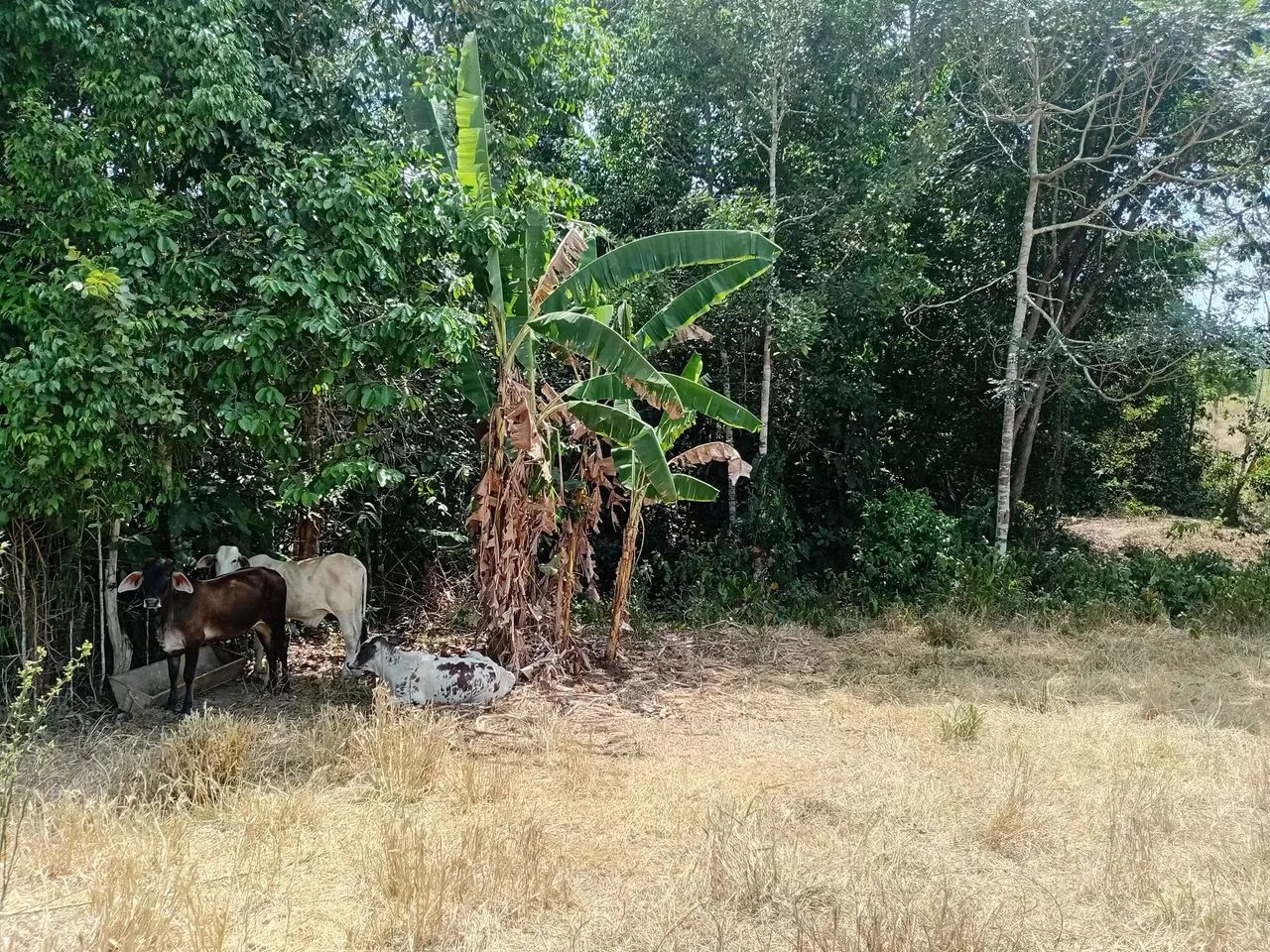 Vendo sitio - Foto 2