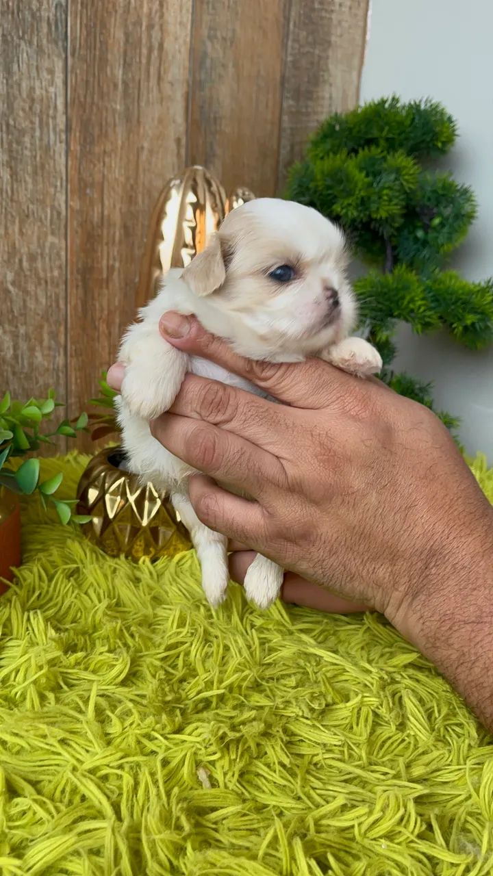 Macho ShihTzu  - Foto 2