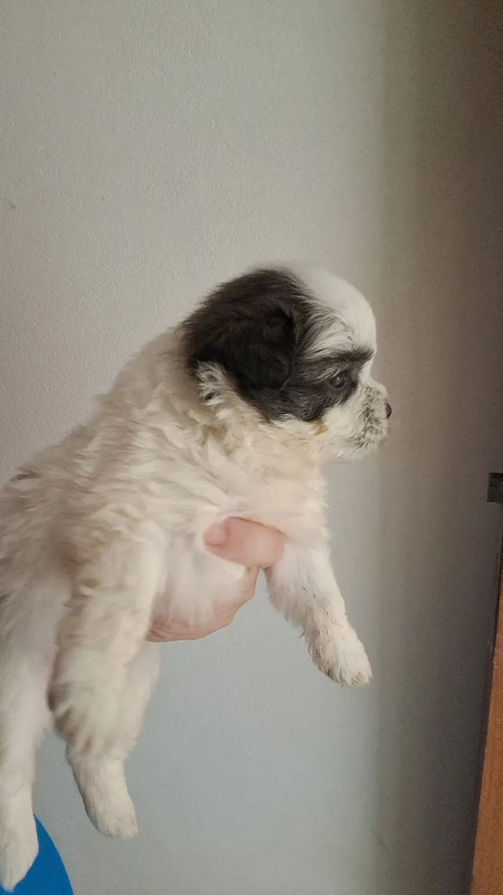 Cachorro macho shitzy - Foto 2