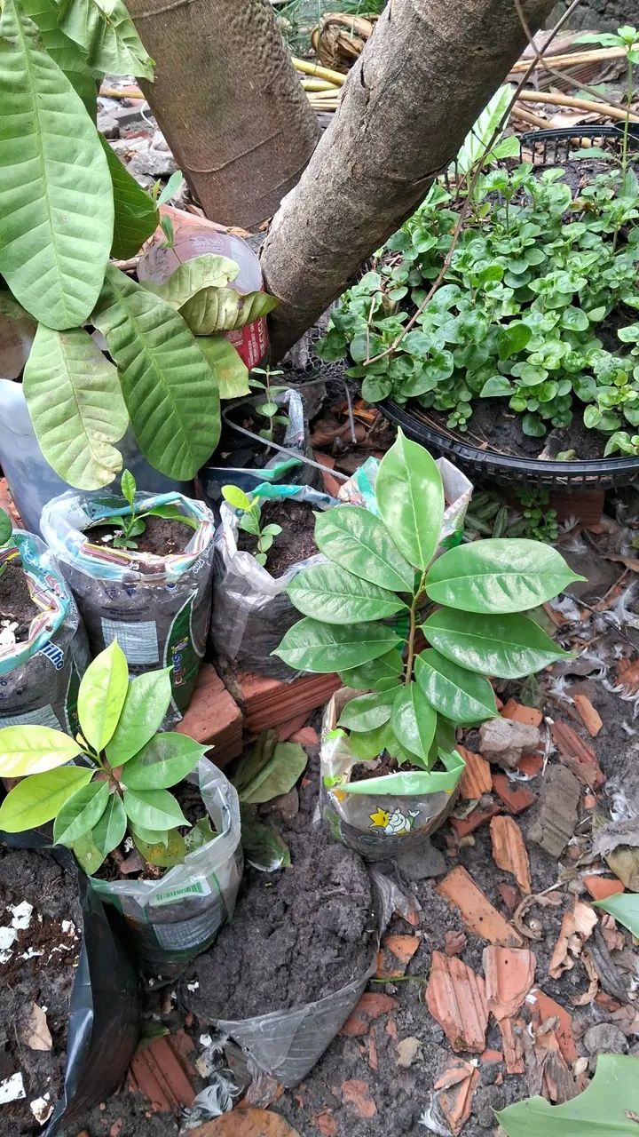 Frutíferas  - Foto 2