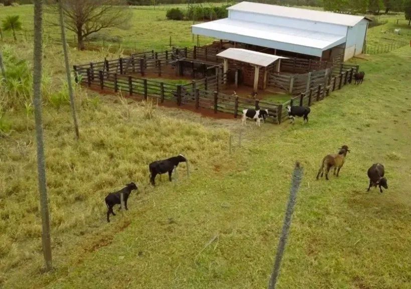 CÓD578  Chácara 19,61 ha com Estrutura para Confinamento | Campo Grande/MS - Foto 5