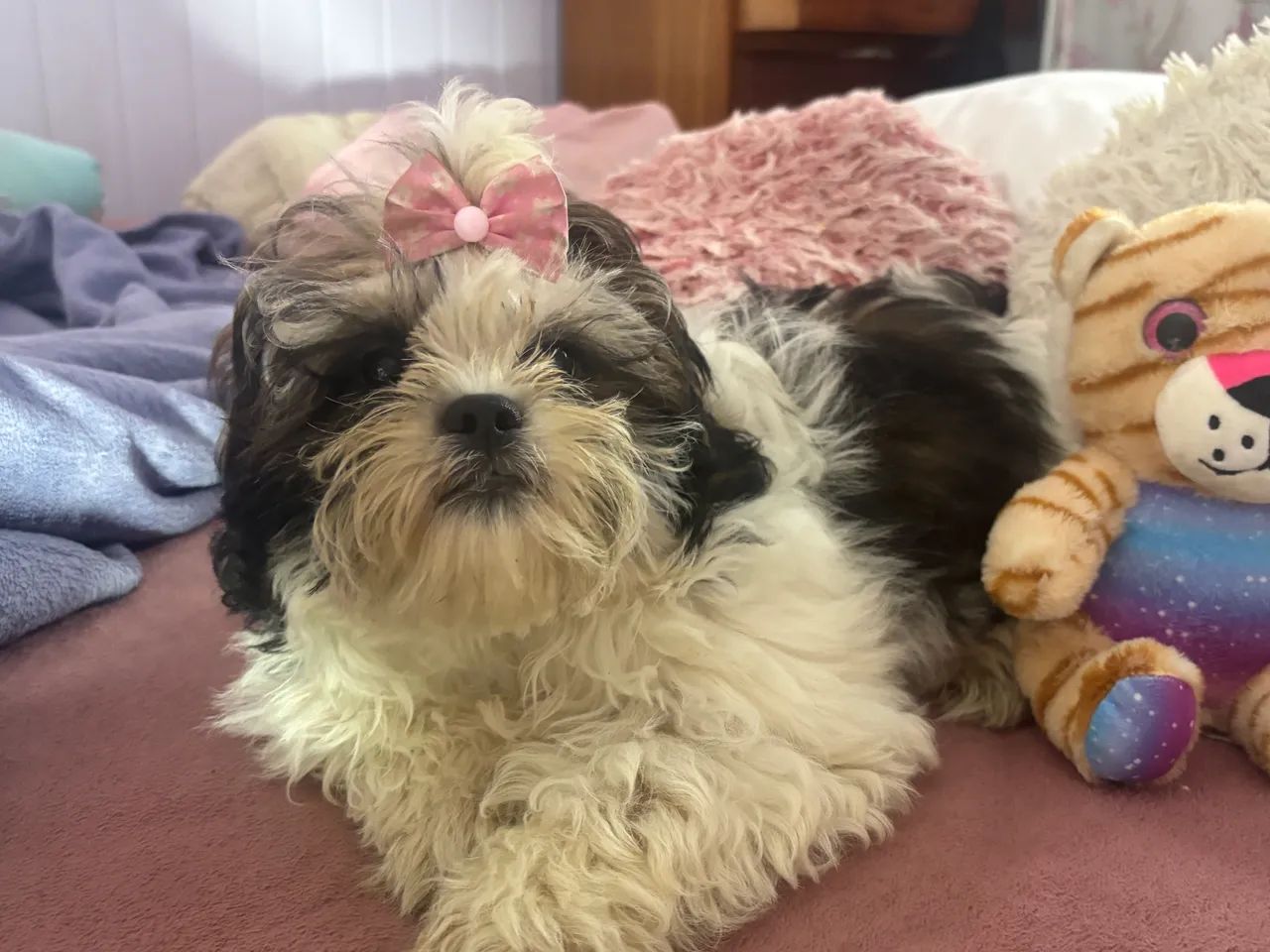 Shih tzu - Foto 3