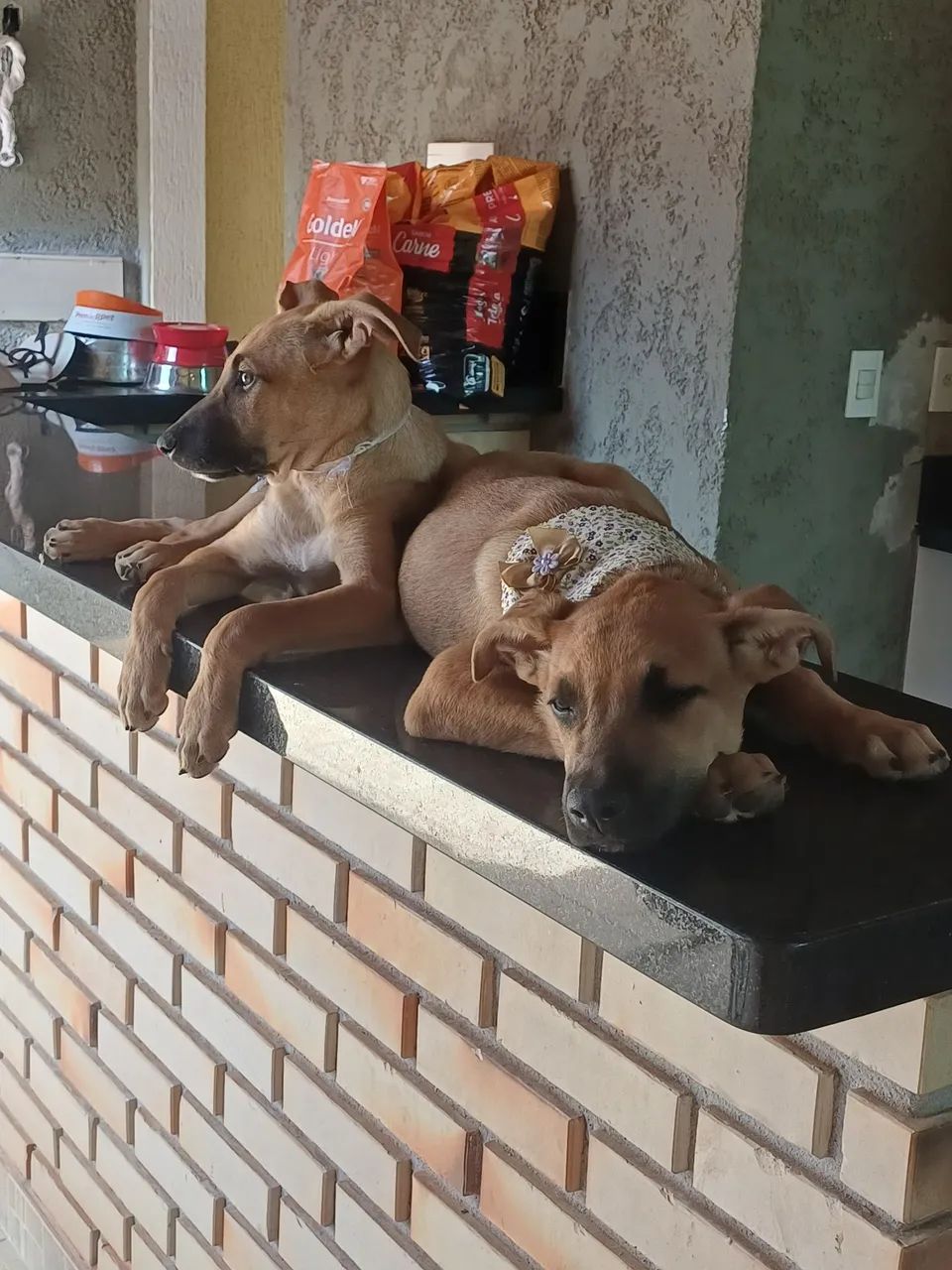 Adoção responsável com castração garantida  - Foto 5