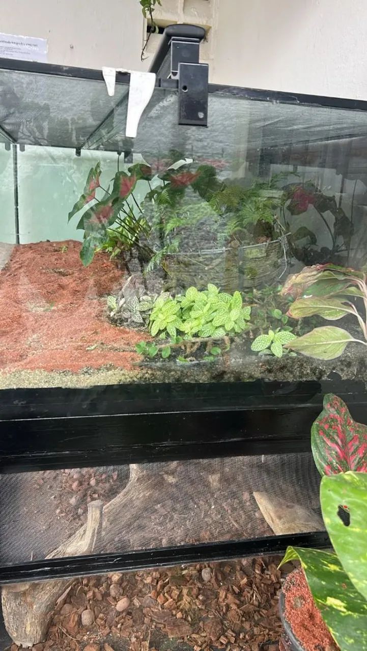 Terrario - Foto 5