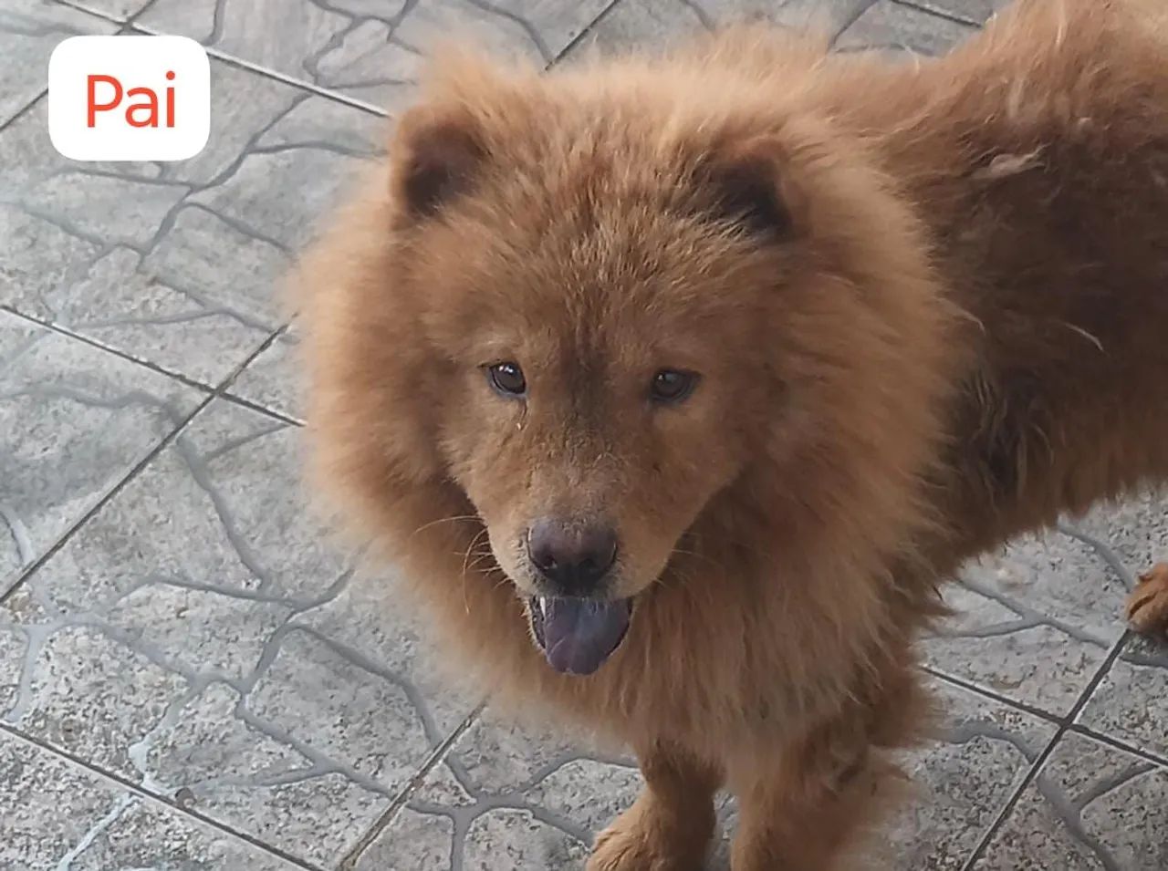 FILHOTES DE CHOW-CHOW ( 22 DIAS DE VIDA ) - Foto 5