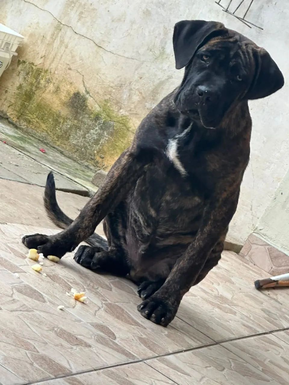Cane corso 