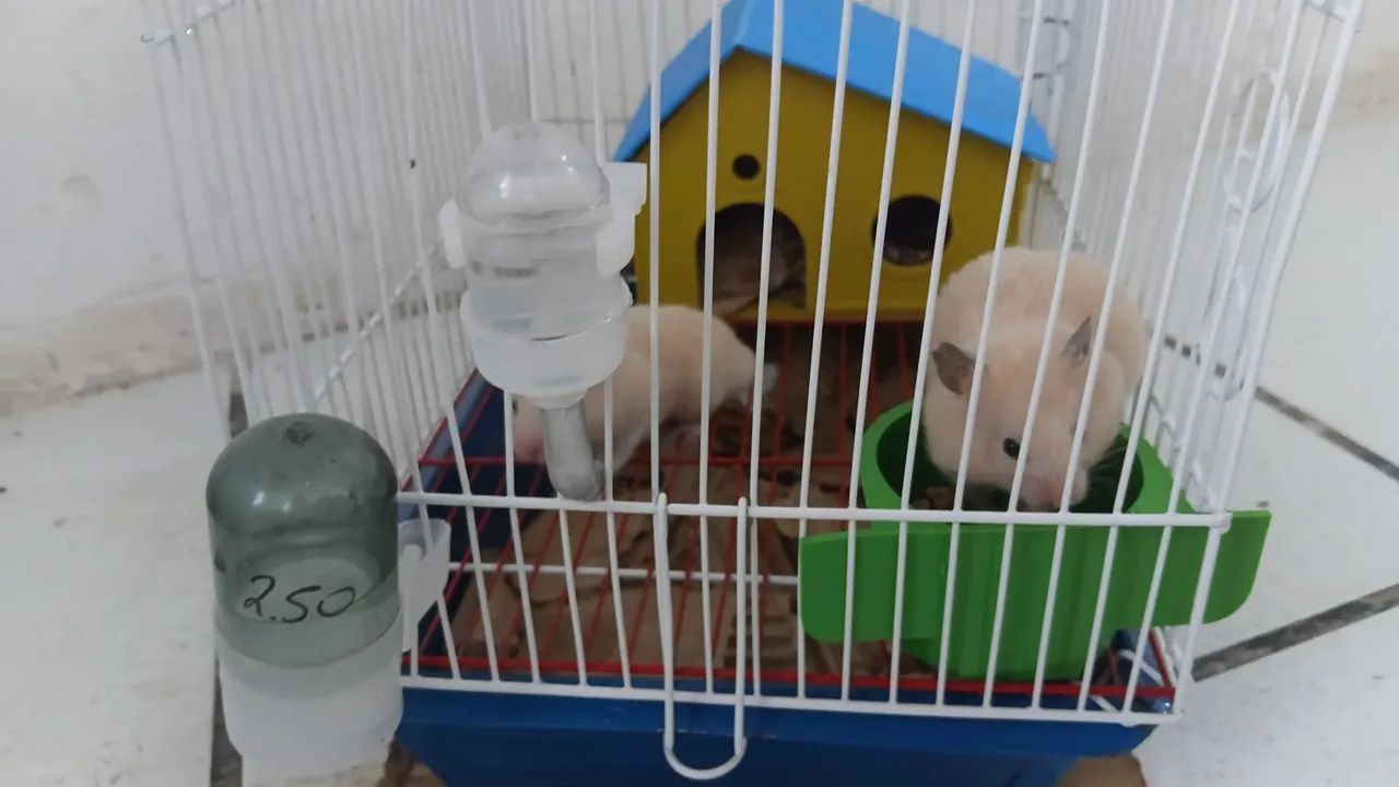 Hamister com gaiola  - Foto 4