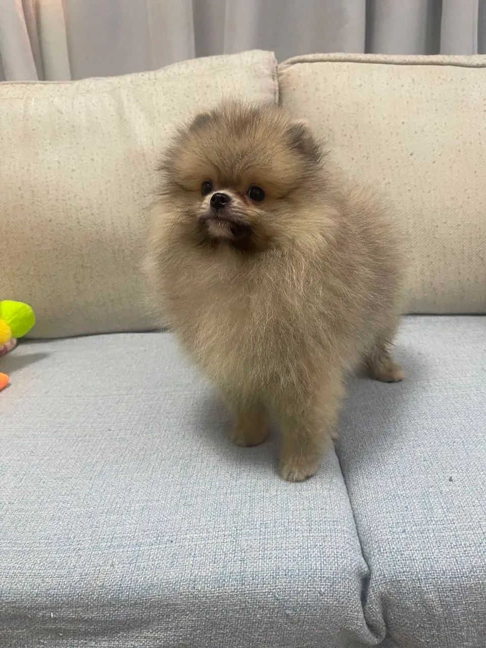 Spitz Alemão Macho - Foto 3