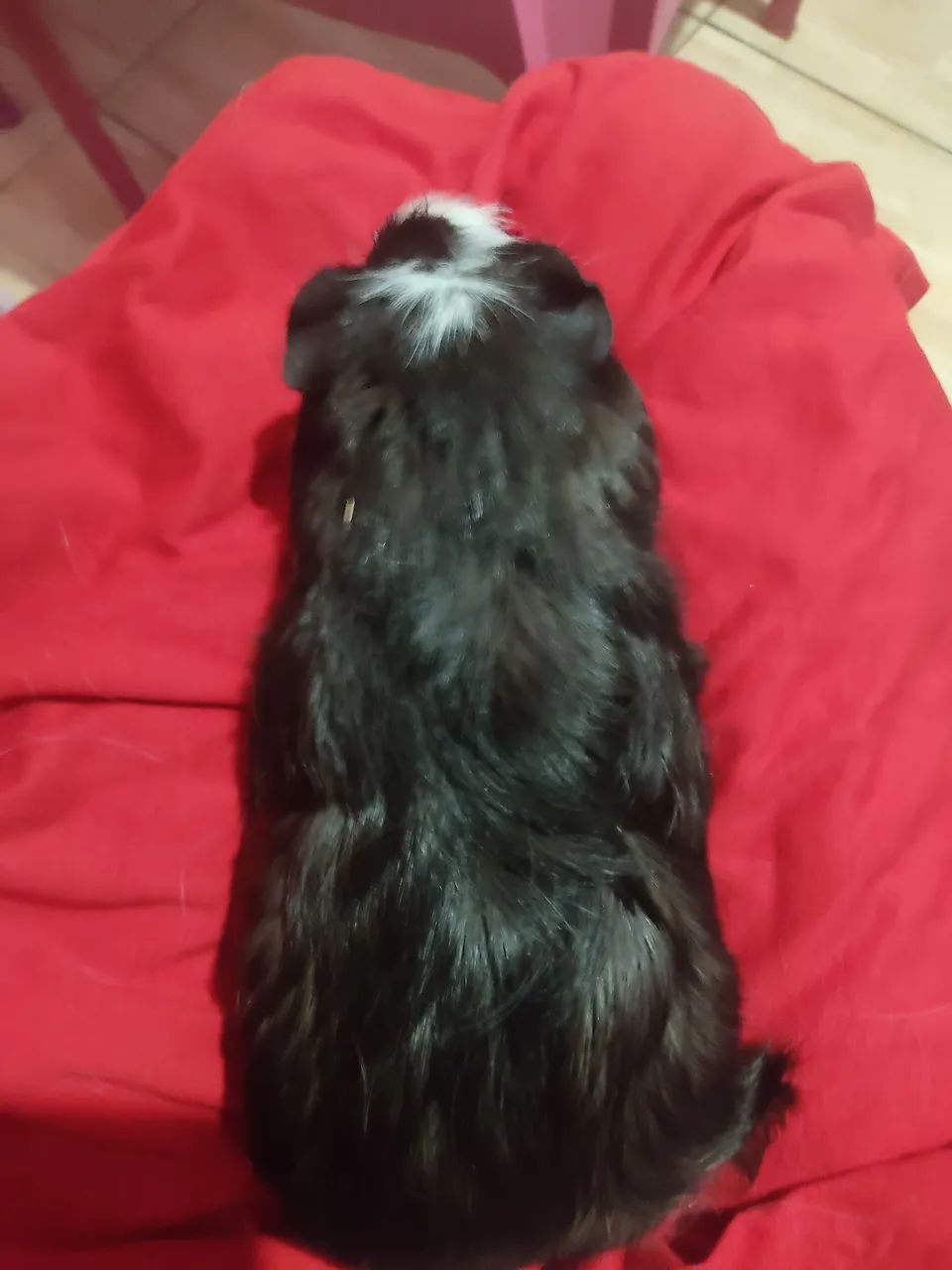 Porquinho da índia  - Foto 5