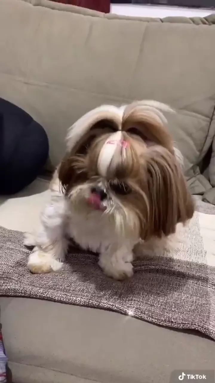 SHIH-TZU MICRO MACHOS E FÊMEAS - Foto 2