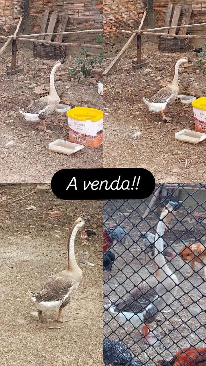 Ganso sinaleiro 