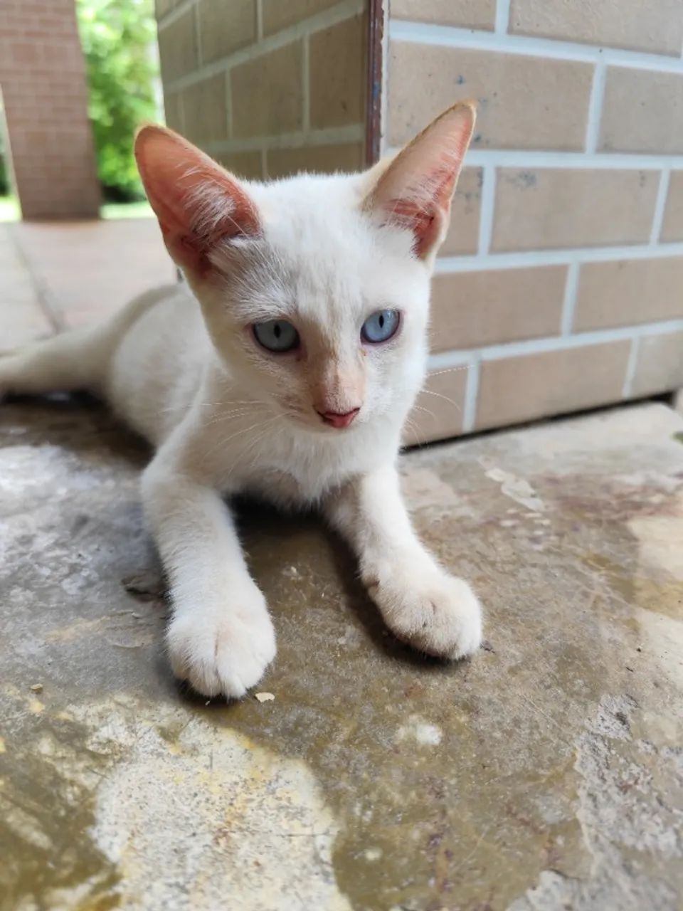 Doação de gato Rio de Janeiro  - Foto 2