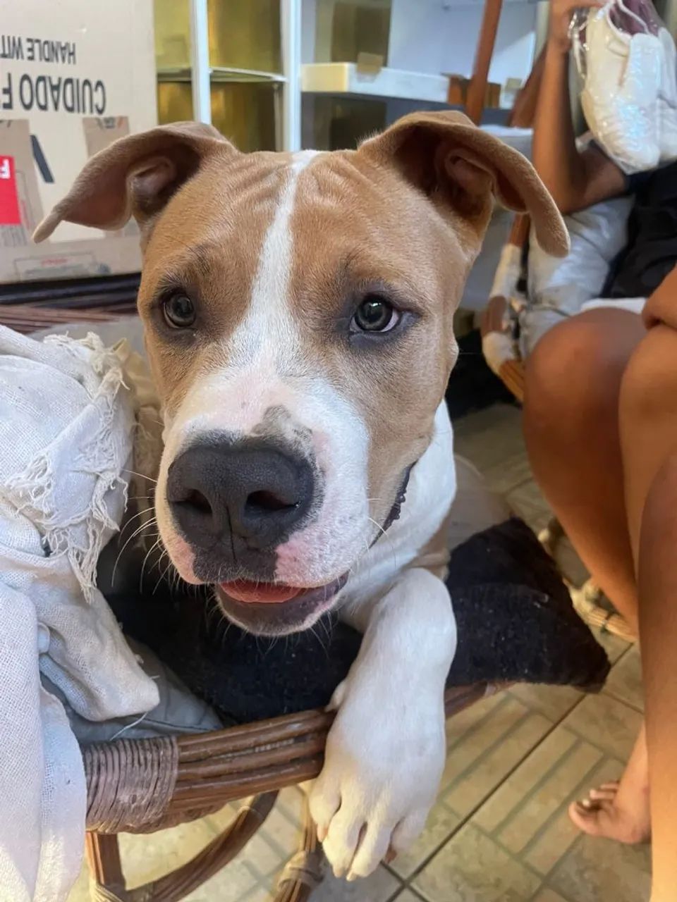 PITBULL MONSTER  - Foto 2