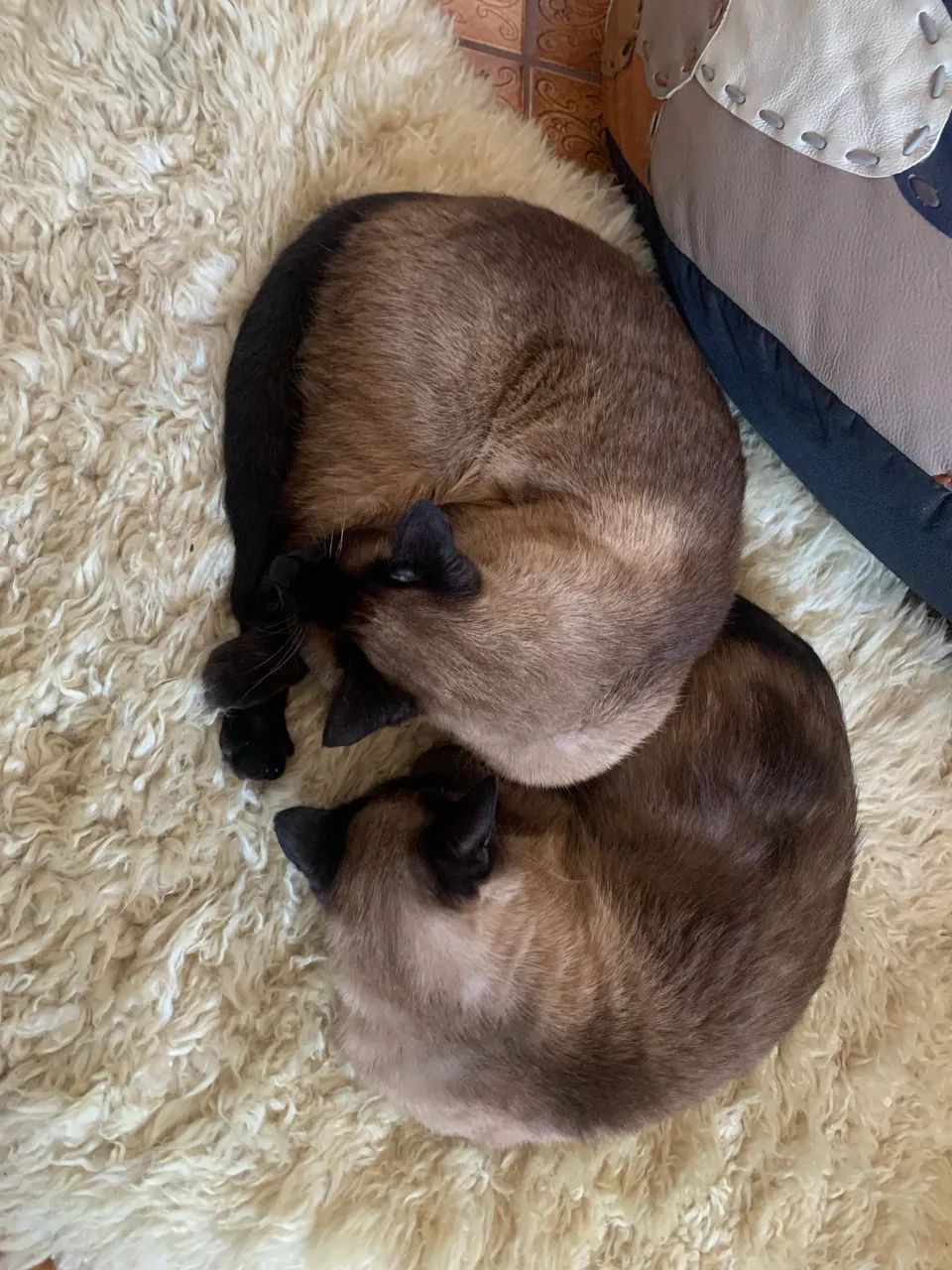 Gatinhos Siameses gêmeos  - Foto 4