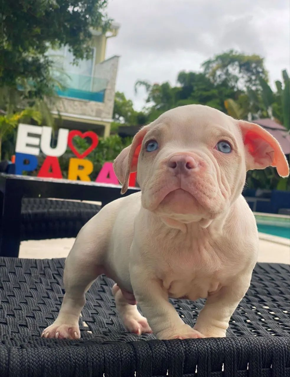 American bully  - Foto 4