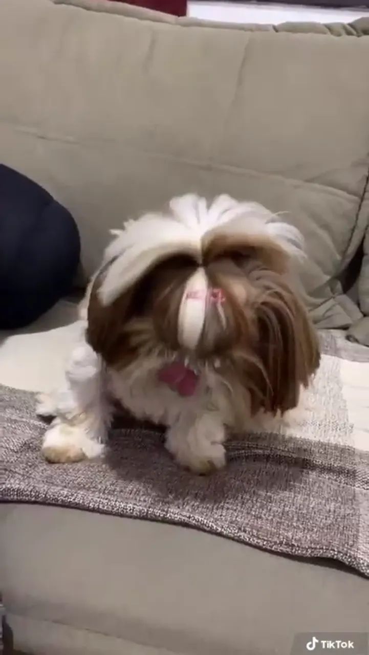 SHIH-TZU MICRO MACHOS E FÊMEAS - Foto 3