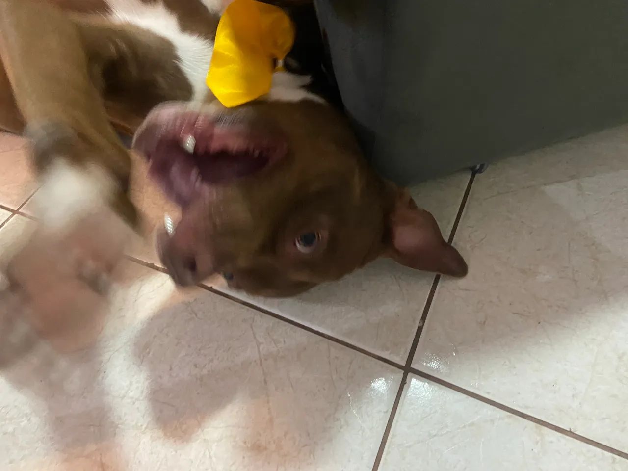 Doação de Pibull de 2 anos de Idade