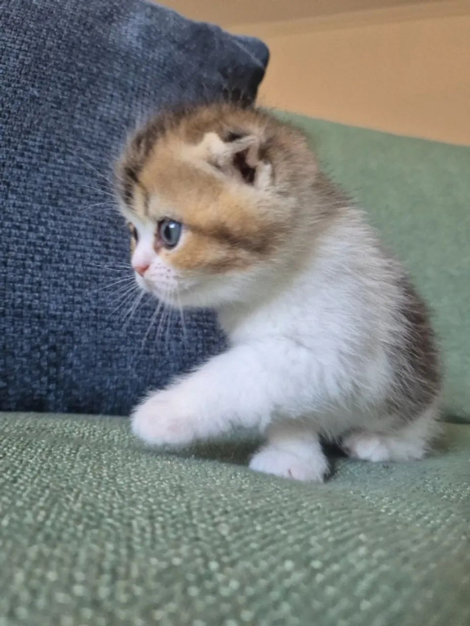 Filhote Scottish fold  - Foto 5