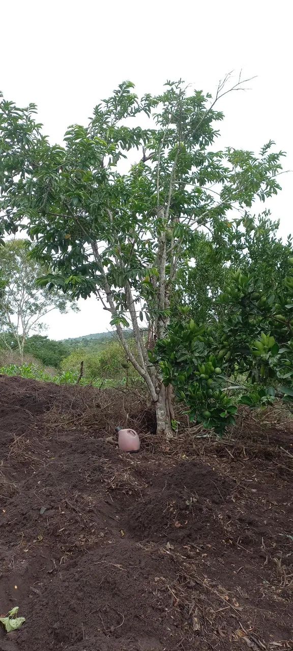Chácara a venda! - Foto 4