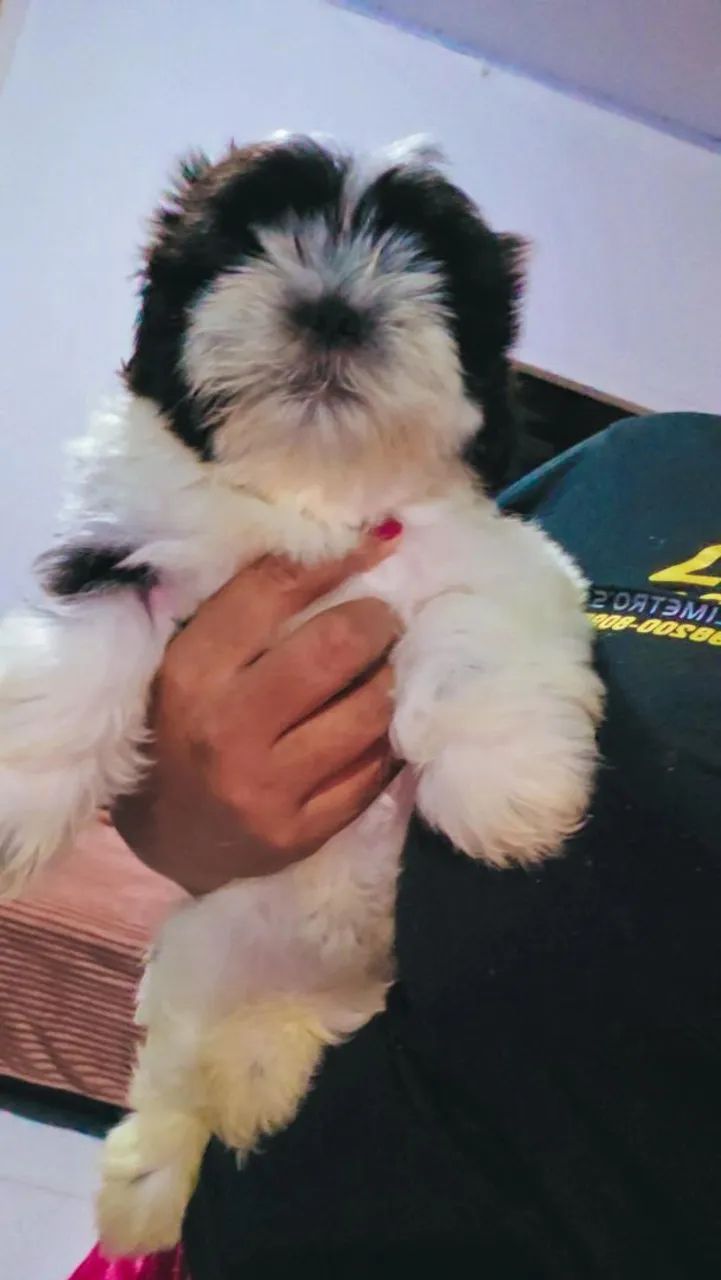 Fêmea lhasa apps  700 - Foto 2