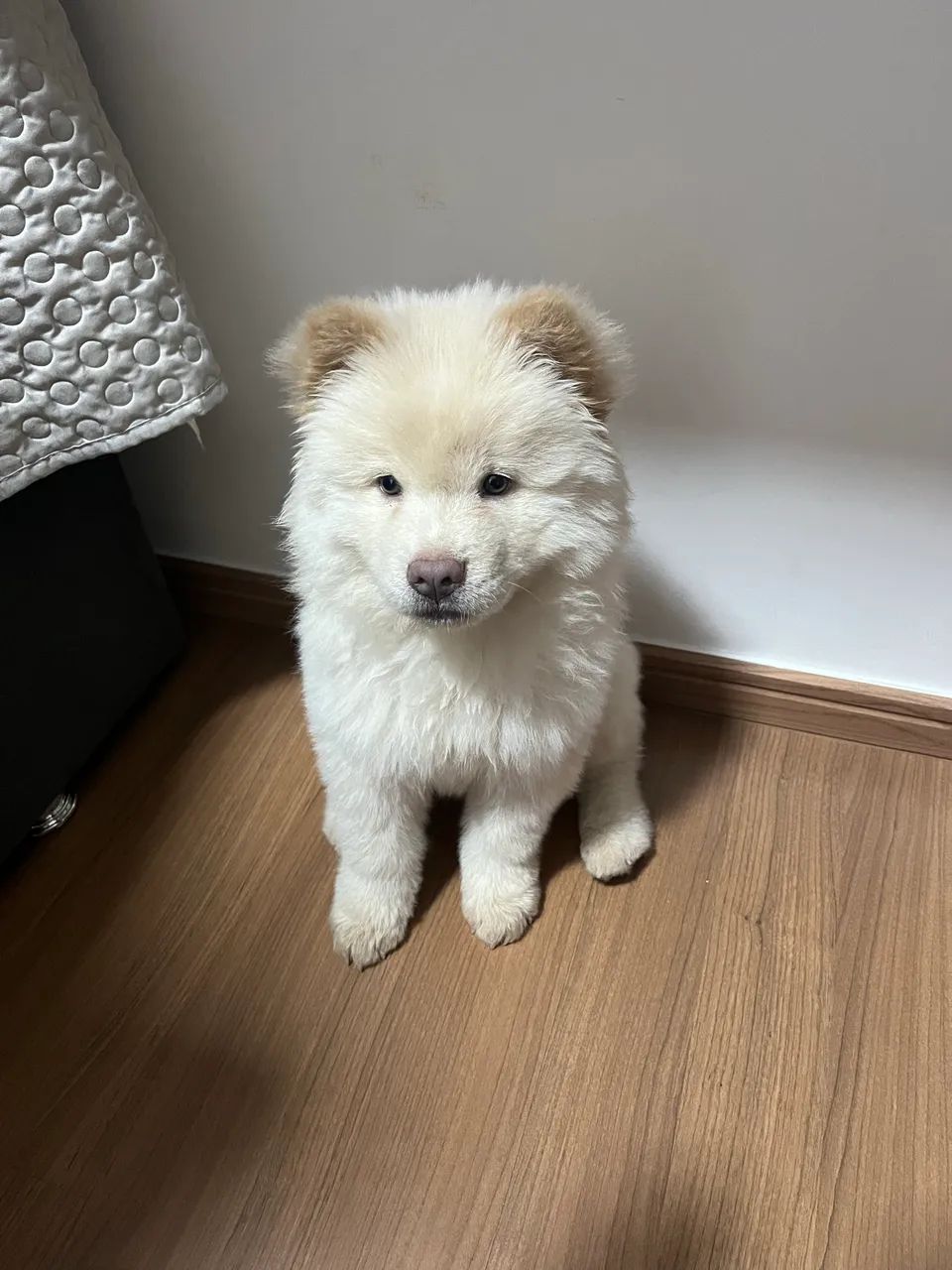 Cachorro  - Foto 3