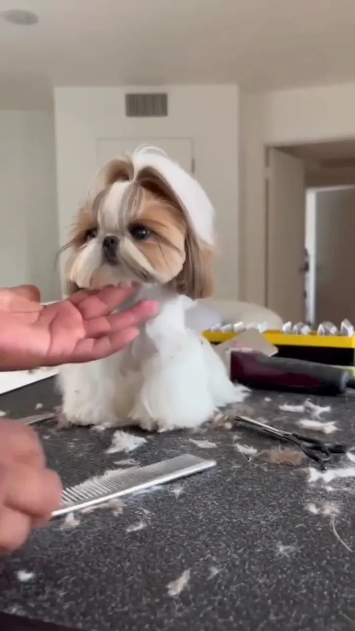 SHIH-TZU MICRO MACHOS E FÊMEAS - Foto 5