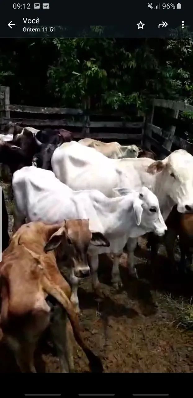 A venda gado machos  - Foto 2