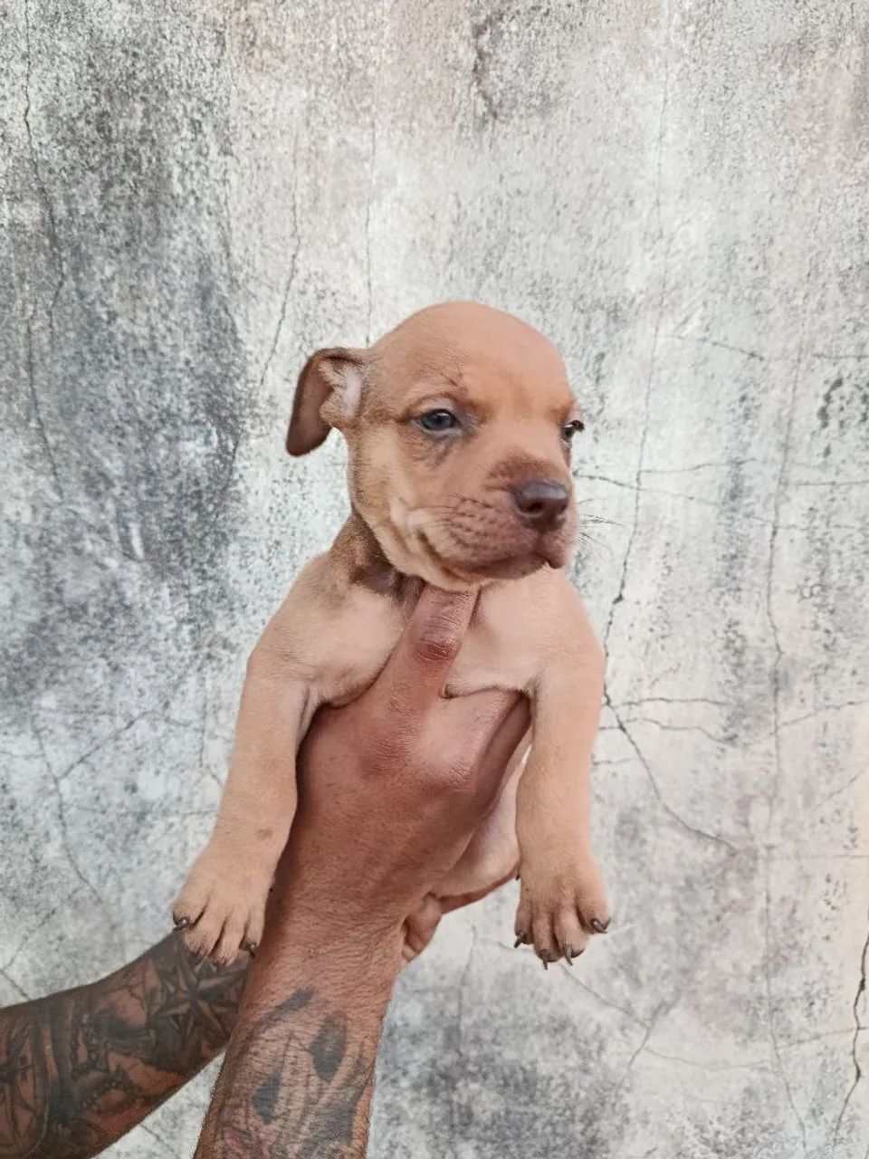 Filhotes de pitbull  - Foto 4