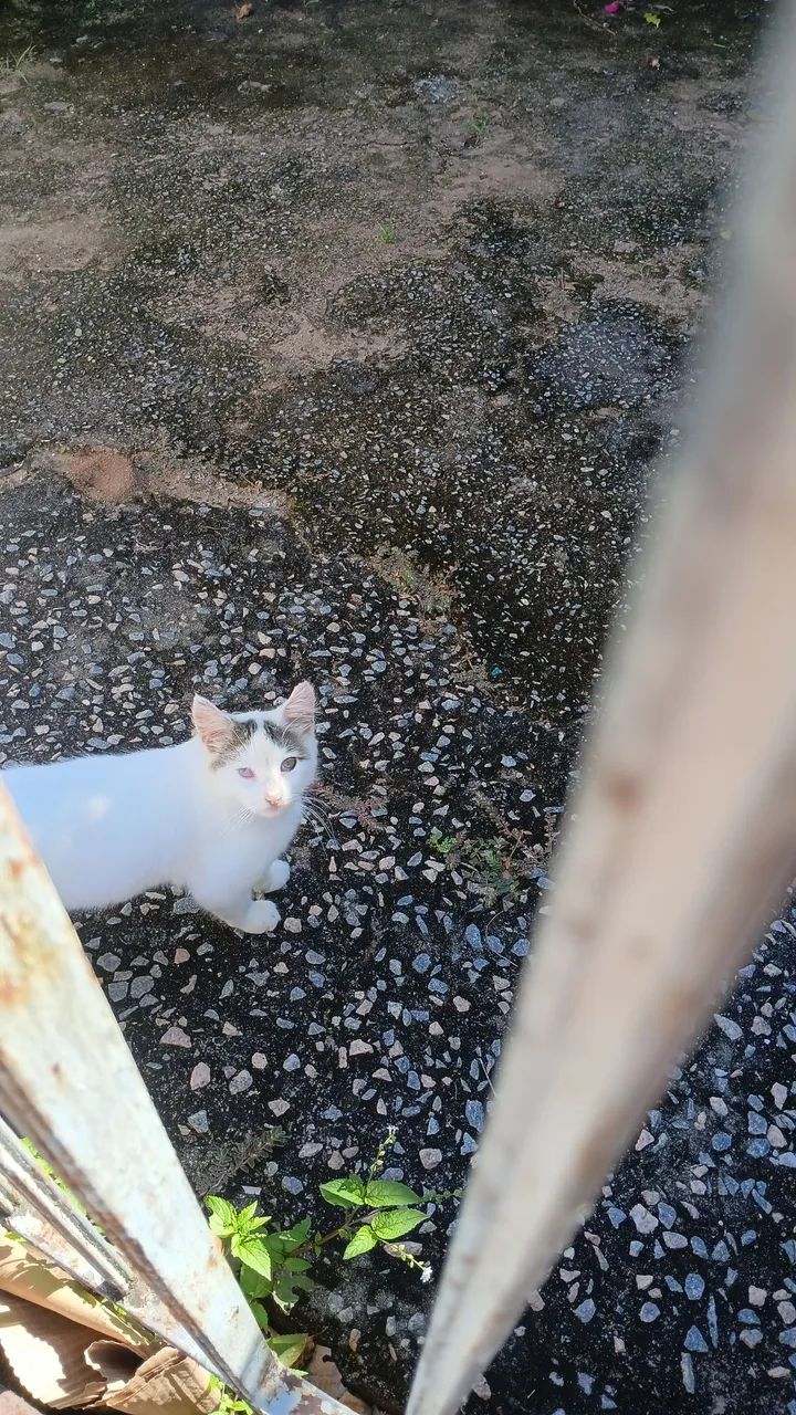 Gatinhos castrados para adoção  - Foto 2