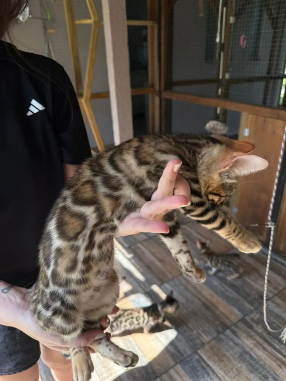 Gato  Bengal 
